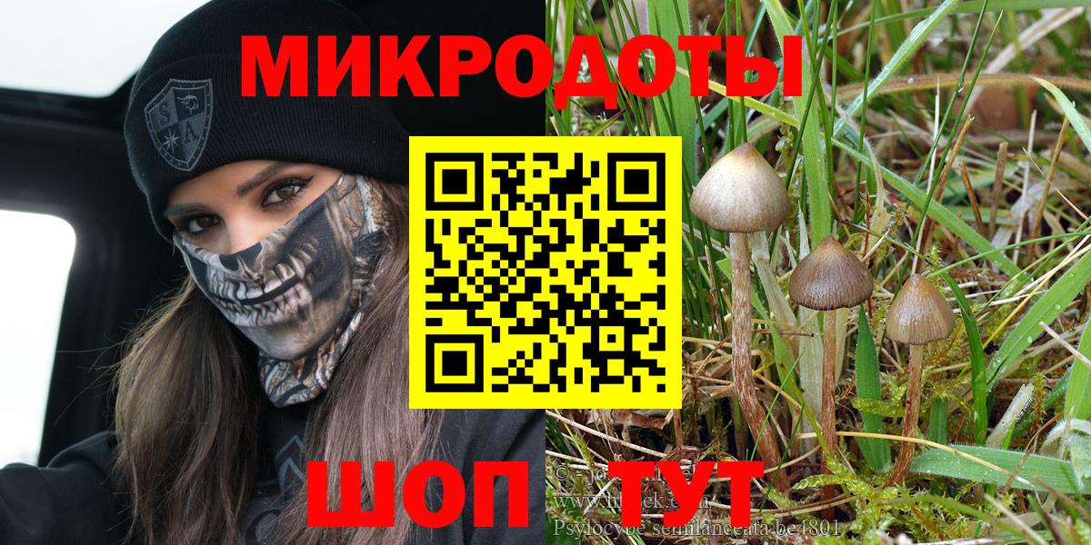 Галлюциногенные грибы Psilocybine cubensis Сертолово